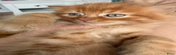 Persian cats for sale: Stunning persian kittens - Advert 19