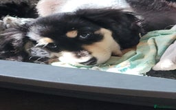 Miniature Dachshund dogs for sale: KC Black and Cream  ready now - Image 27