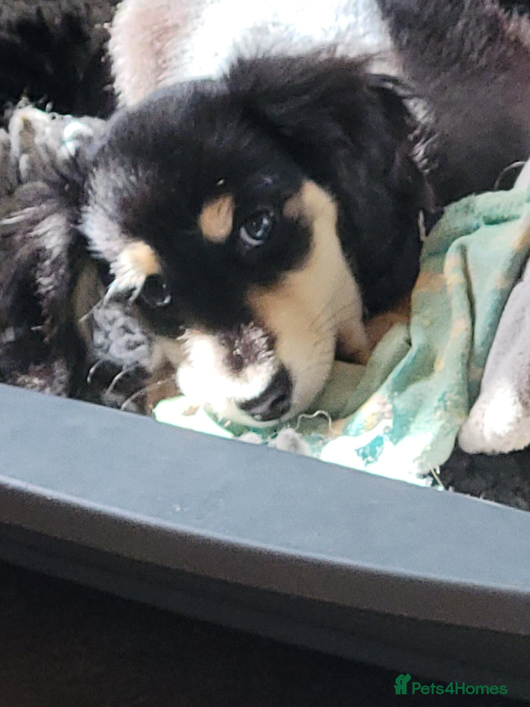 Miniature Dachshund dogs for sale: KC Black and Cream  ready now - Image 27