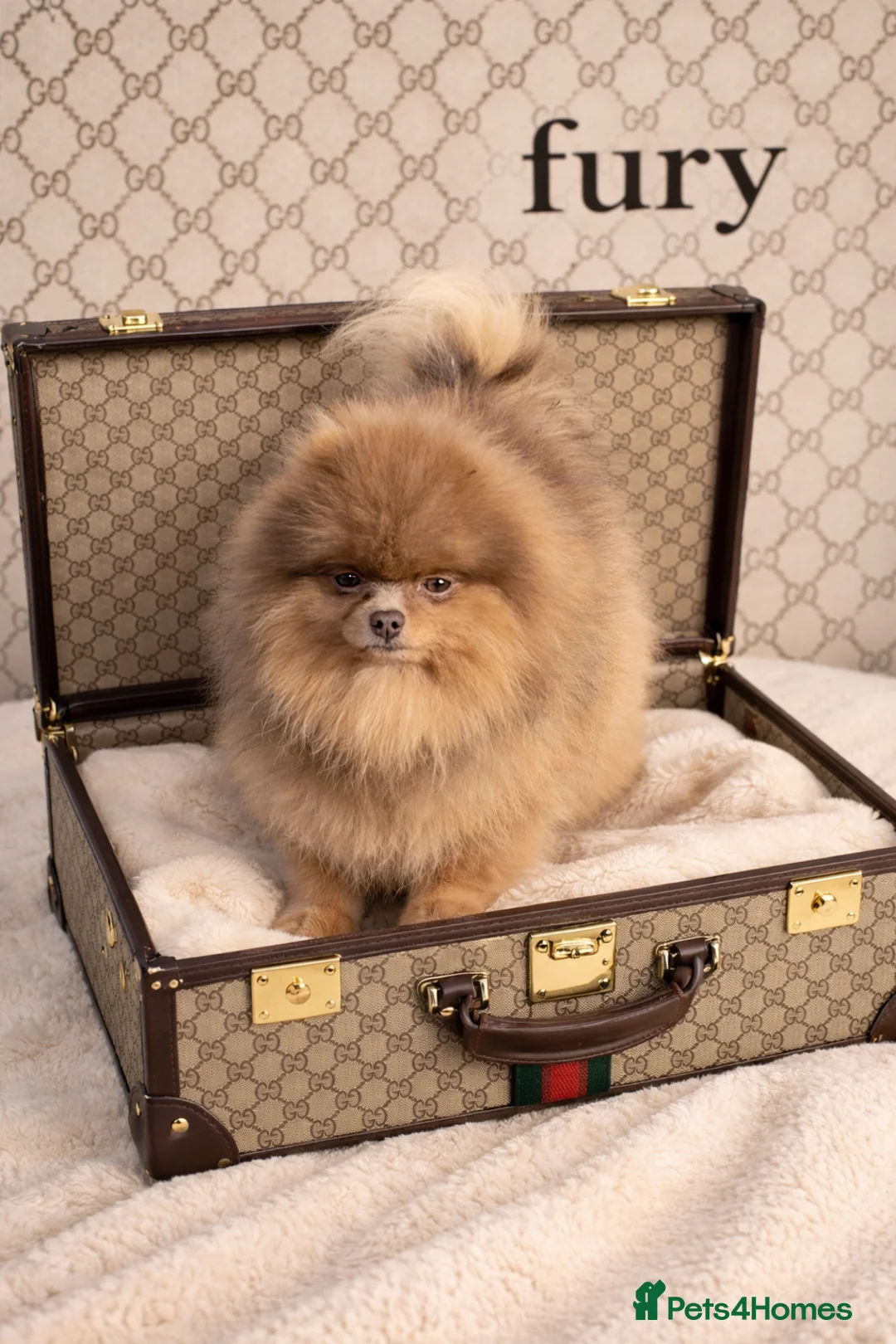 Pomeranian dogs for stud: Outstanding Tiny Tiny kc Registered Lilac Tan  in Pontefract - Advert 1
