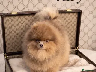 Pomeranian dogs Outstanding Tiny Tiny kc Registered Lilac Tan in Pontefract - Advert 17