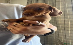 Dachshund dogs for sale: Dachshund Puppies  - Image 5