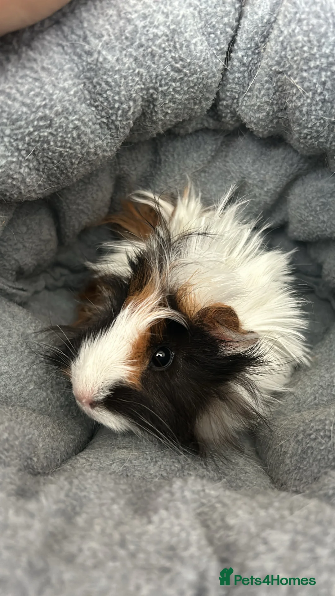 Guinea Pig rodents for sale: Beautiful mixed gender guinea pigs  - Advert 11