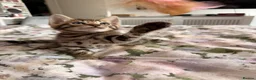 Bengal cats for sale: Beautiful bengal kittens 🐾🐾🐾 - Advert 35