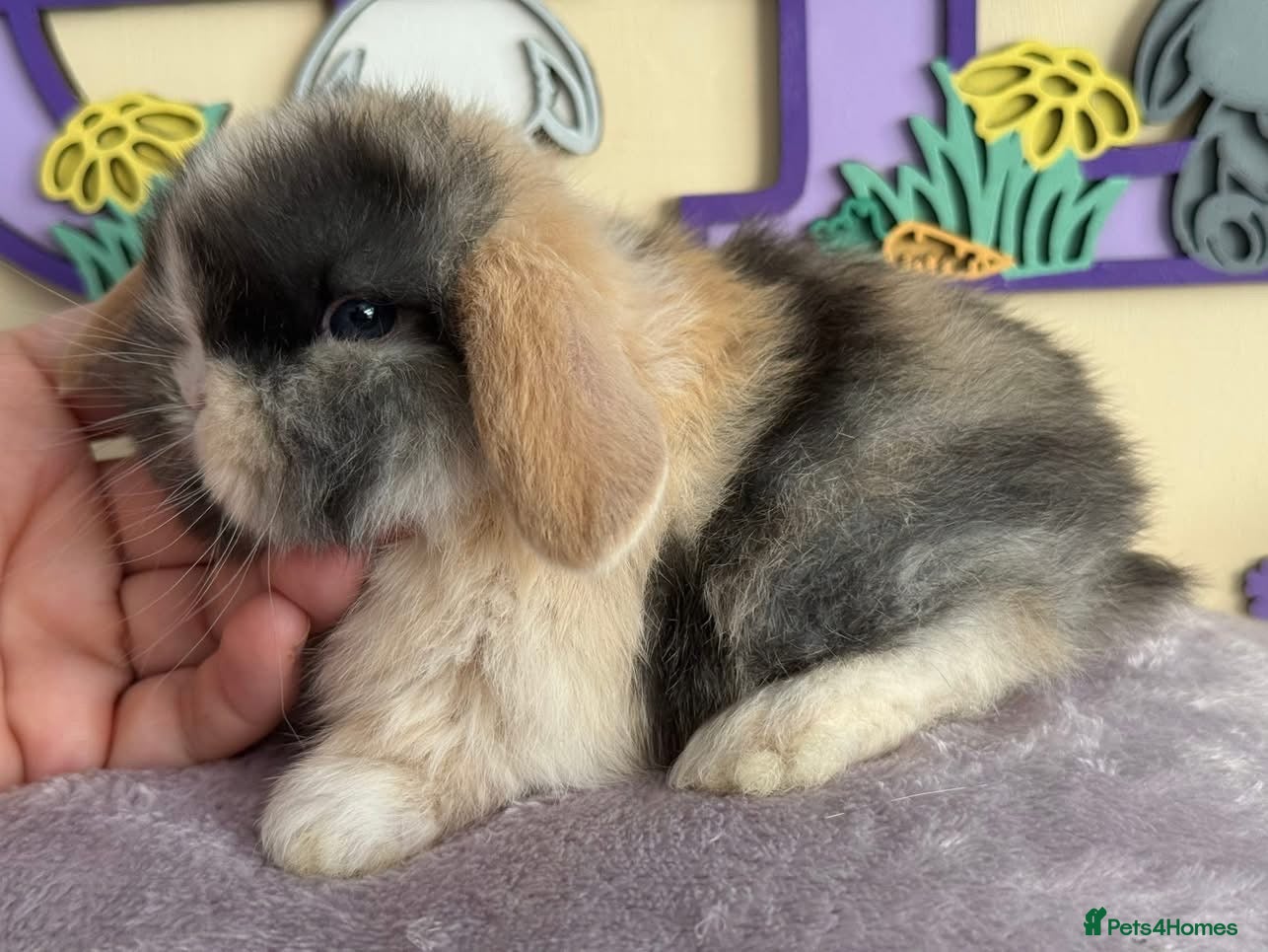 Mini Lop rabbits Blue eyed black Harli split buck - Advert 1