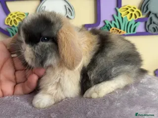 Mini Lop rabbits Blue eyed black Harli split buck - Advert 1