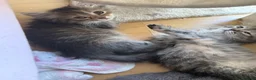 Siberian cats for sale: 7 hypoallergenic Siberian kittens  in London - Advert 4