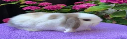 Mini Lop rabbits for sale: Gorgeous baby mini lop boys ready now in Edinburgh - Advert 6