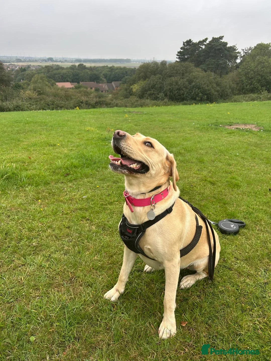 Goldador dogs for sale: Goldador puppy ozzy  - Advert 2