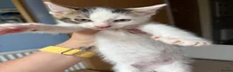 Mixed Breed cats for sale: 5 kittens ready for their forever home - Advert 2