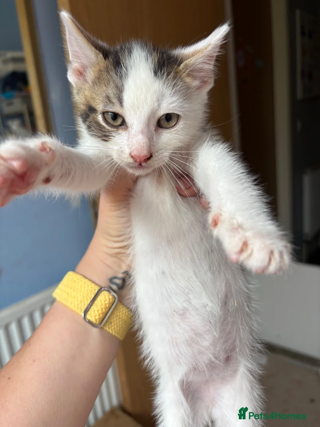 Mixed Breed cats for sale: 5 kittens ready for their forever home - Advert 2