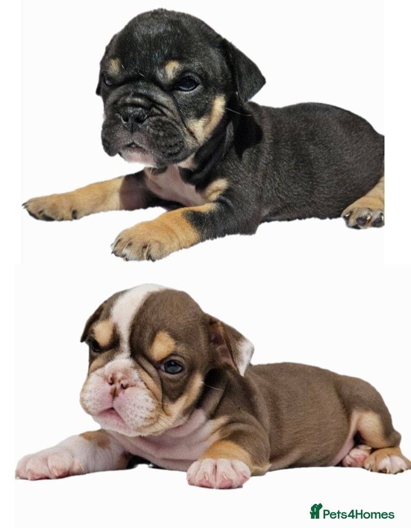 English Bulldog dogs English bulldog puppies  - Advert 2