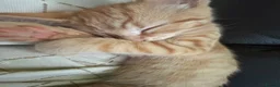 British Shorthair cats for sale: Mbappe  in Birmingham - Advert 5