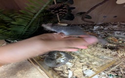 Mouse rodents for sale: Pieds and browns African pygmy dormice!!   - Image 2