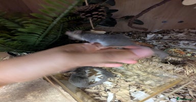 Mouse rodents - Advert 2