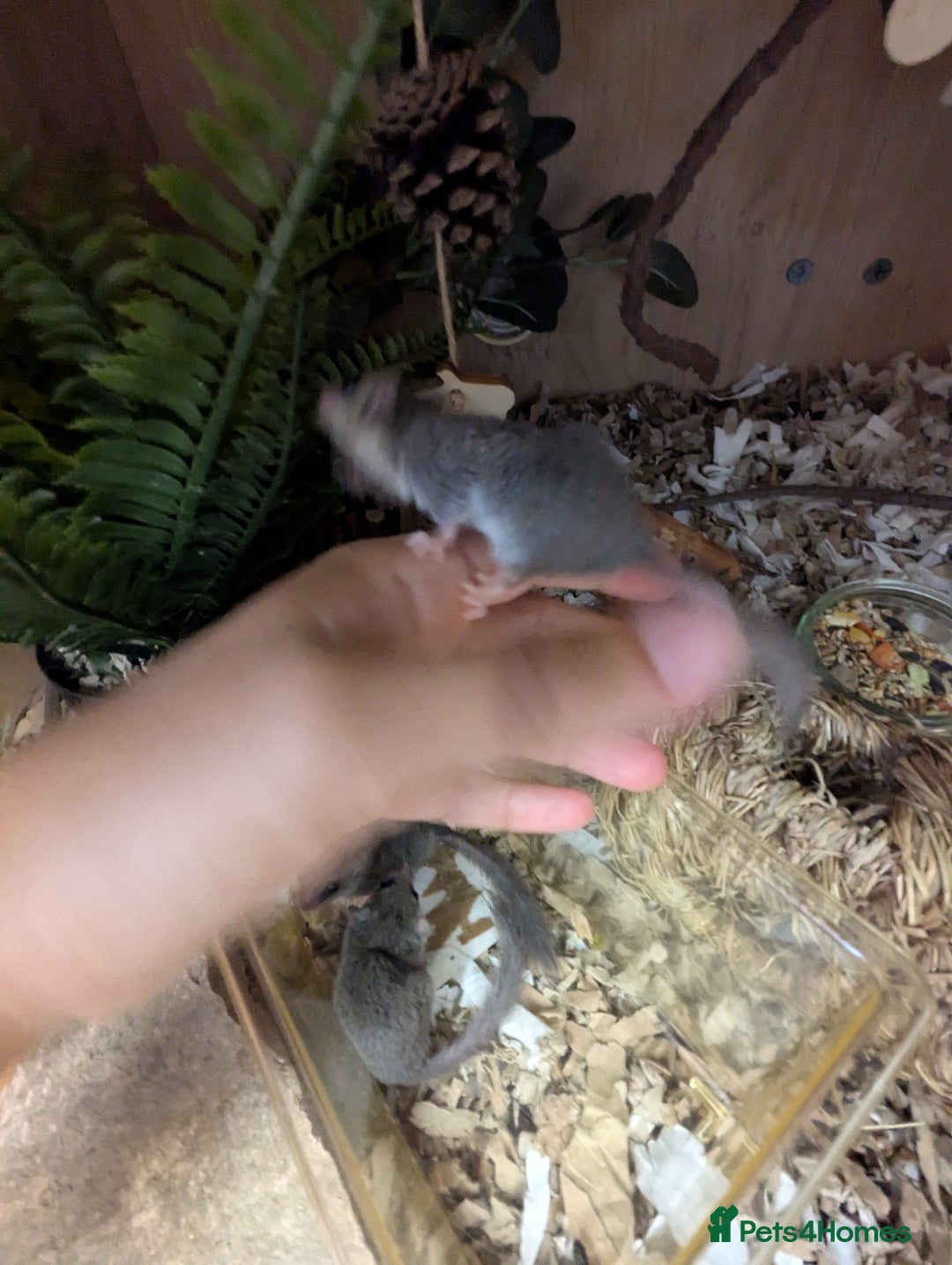 Mouse rodents for sale: Pieds and browns African pygmy dormice!!   - Image 2