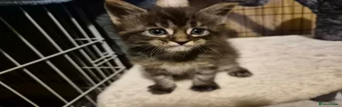Maine Coon Kitten 5