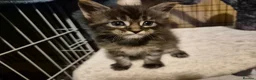 Maine Coon cats for sale:  Maine Coon Kittens Ready for Their Forever Homes! in Mauchline - Advert 4