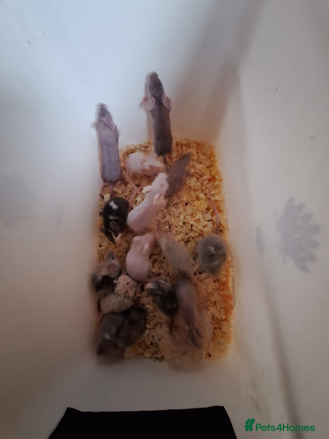 Mouse rodents for sale: Fancy pet mice for sale £8 each  - Advert 15