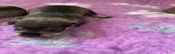 Miniature Schnauzer dogs for sale: beautiful miniature schnauzer puppies - Advert 10