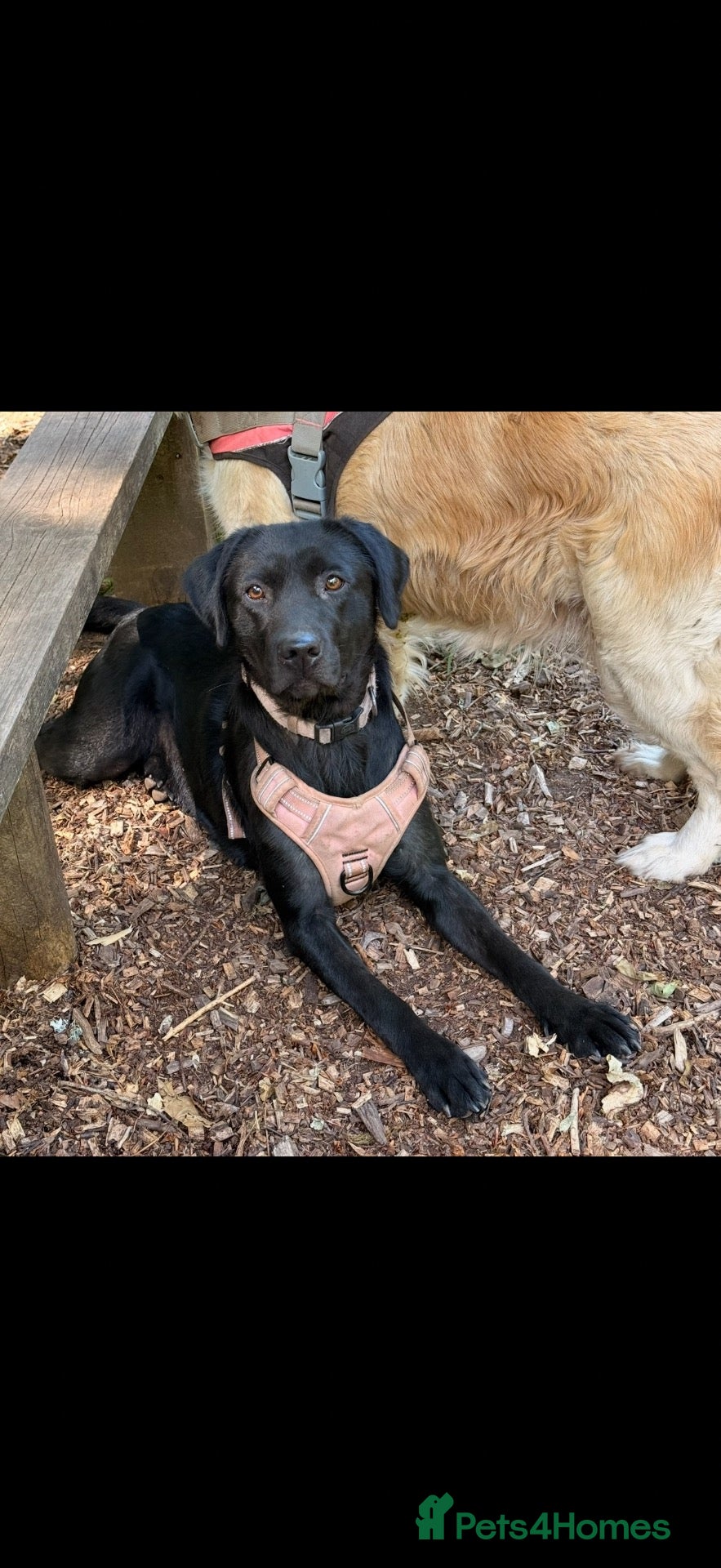 Labrador Retriever dogs Labrador for sale  - Advert 4
