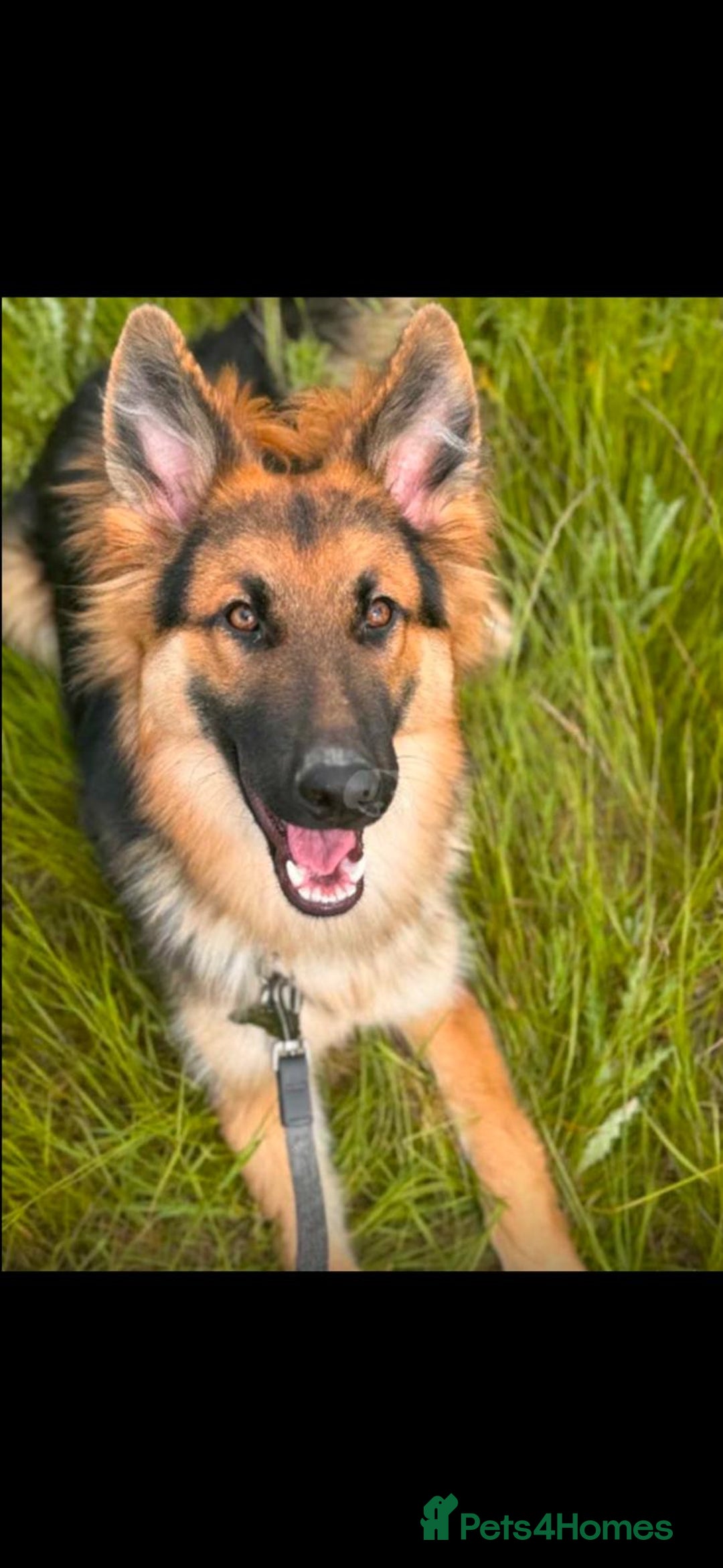 German Shepherd dogs for stud: German shepherd for stud  - Advert 5