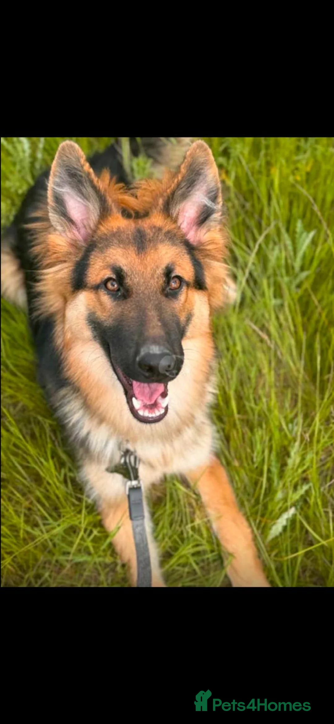 German Shepherd dogs for stud: German shepherd for stud  - Advert 5