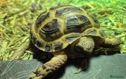 Tortoise reptiles for sale: Horsefield tortoise  - Image 1