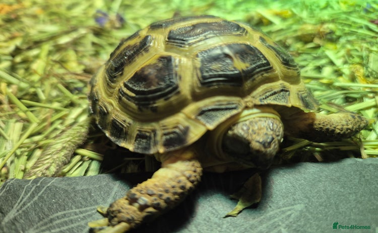 Tortoise reptiles - Advert 1