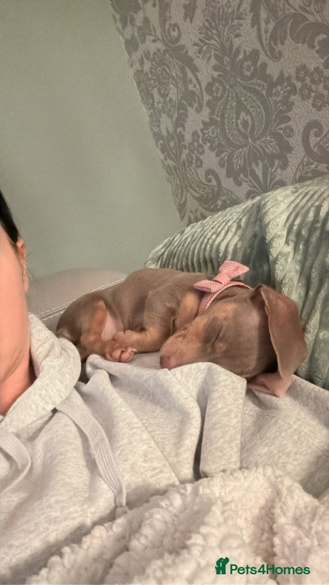 Miniature Dachshund dogs for sale: Miniature Dachshund 14 weeks - Advert 2