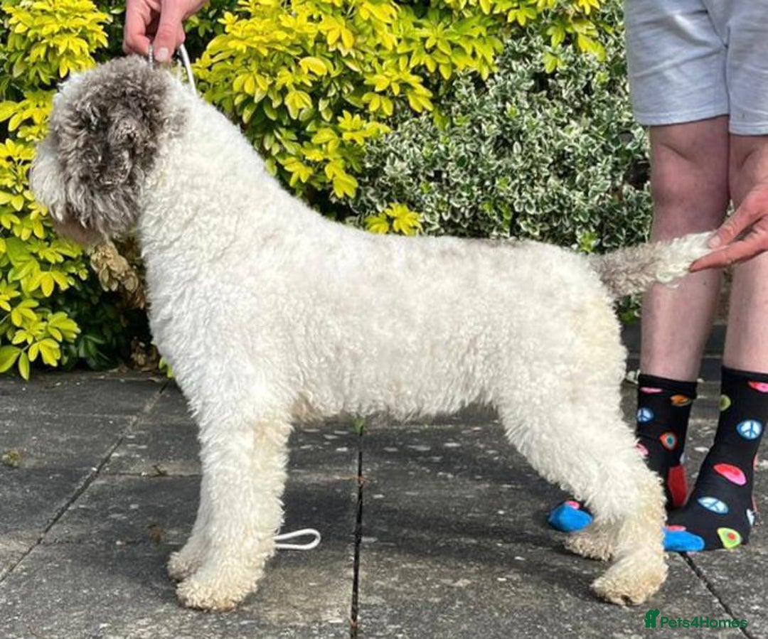 Lagotto Romagnolo dogs for sale: Exciting litter  - Advert 5