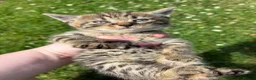 Mixed Breed cats for sale: 11 Tabby / Black kittens. Ready to leave. in Liversedge - Advert 1