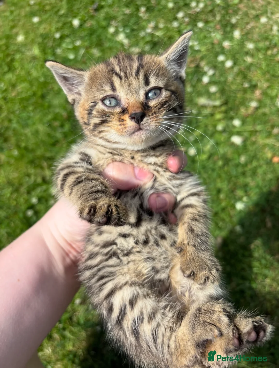Mixed Breed cats for sale: 11 Tabby / Black kittens. Ready to leave. in Liversedge - Advert 1