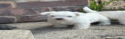 West Highland Terrier dogs for sale: WEST HIGHLAND TERRIER PUPPIES - Advert 6