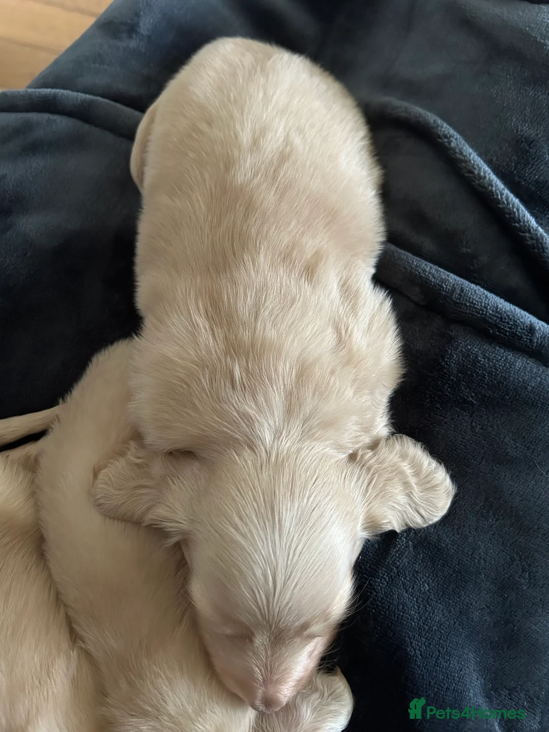 Miniature Dachshund dogs for stud: PALE CREAM long haired mini dachshund  in Saint Helens - Advert 5