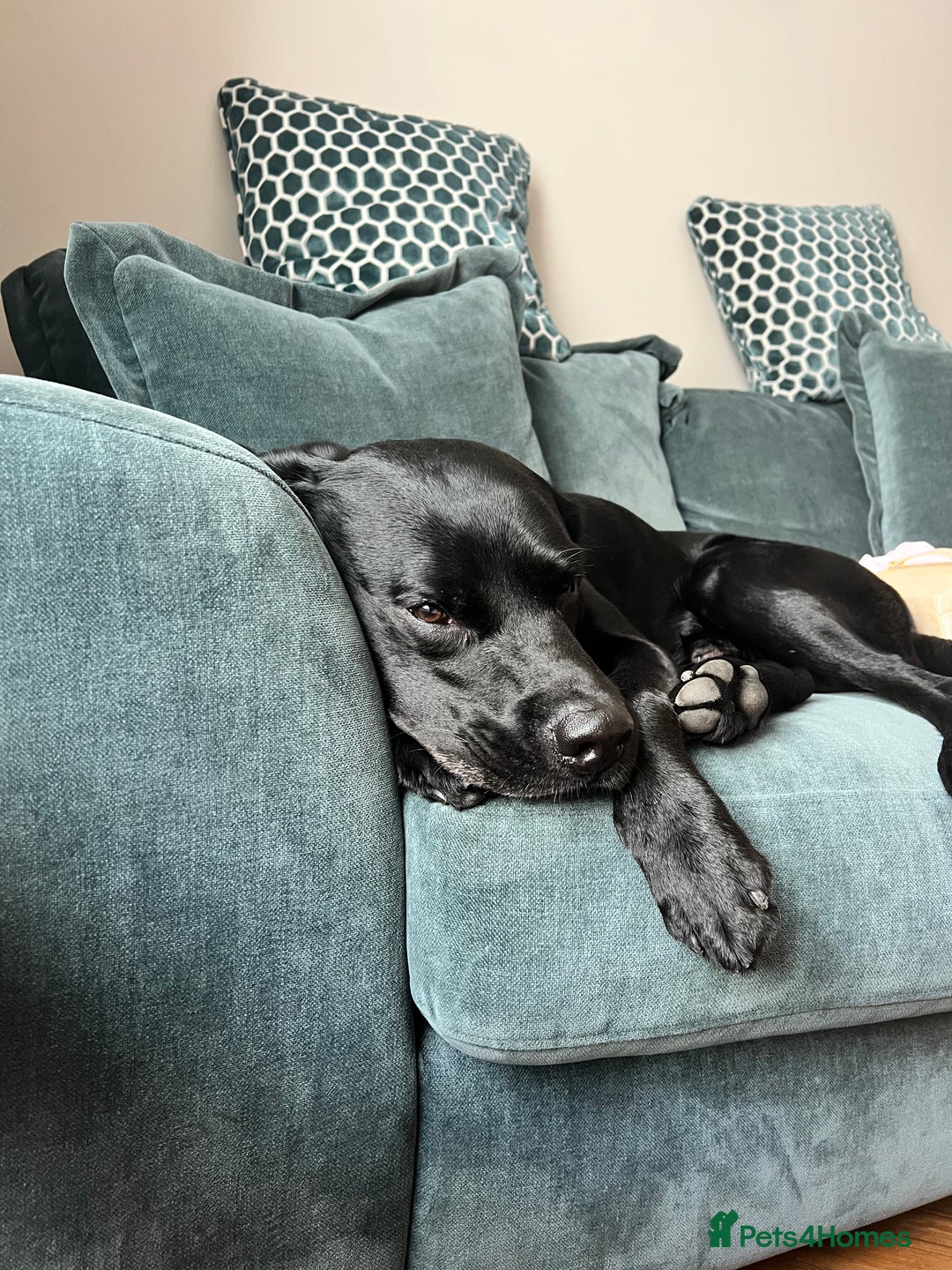 Labrador Retriever dogs for stud: Stud Labrador  - Advert 8