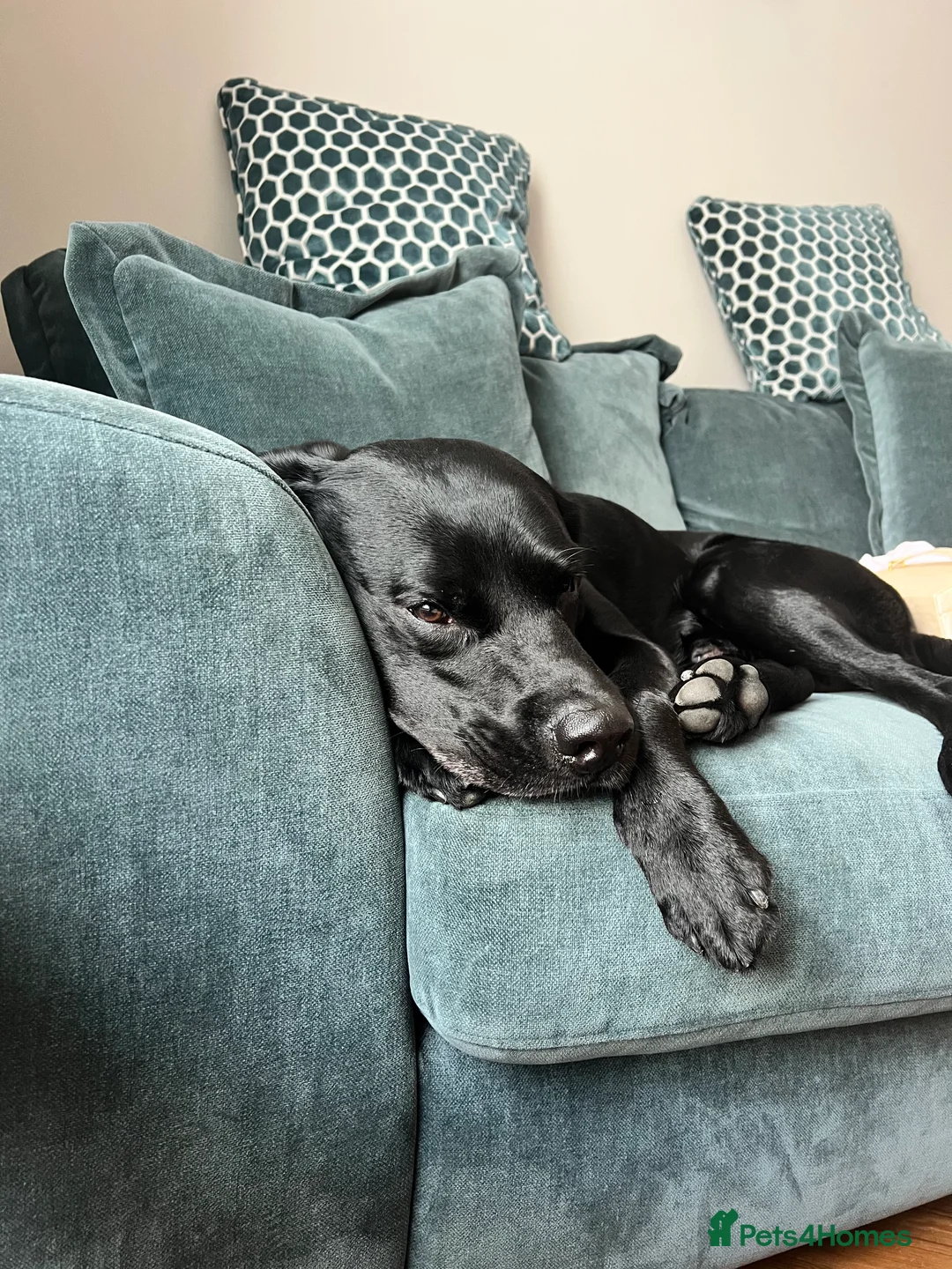 Labrador Retriever dogs for stud: Stud Labrador  - Advert 8