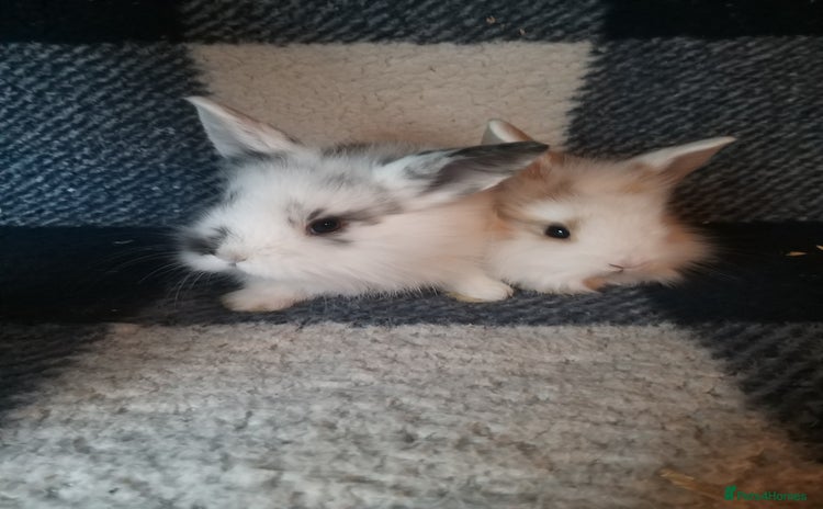 Lionhead rabbits - Advert 1