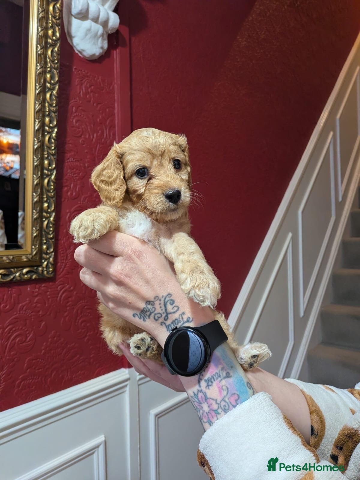 Cockapoo dogs ⭐️  F1b Toy Cockapoo’s⭐️ ⭐️LAST GIRL AVAILABLE ⭐️ - Advert 15