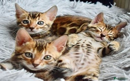 Bengal cats for sale: Beautiful Bengal kittens  - Image 1