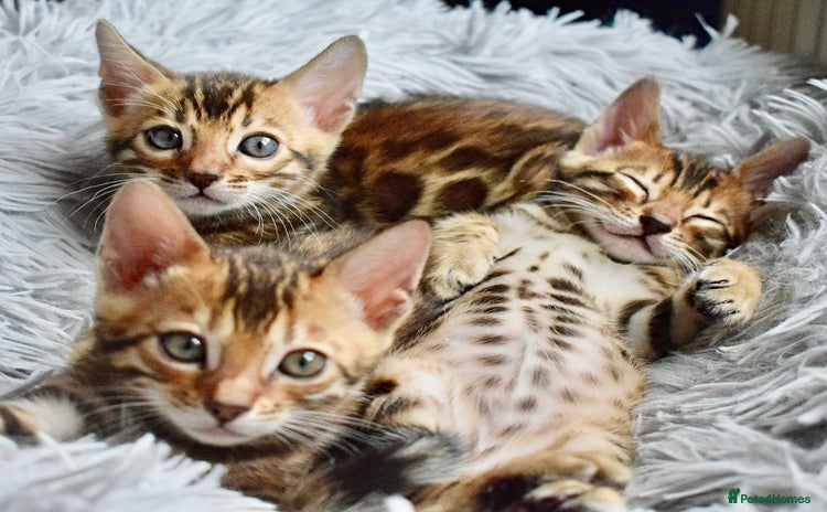 Bengal cats - Advert 4