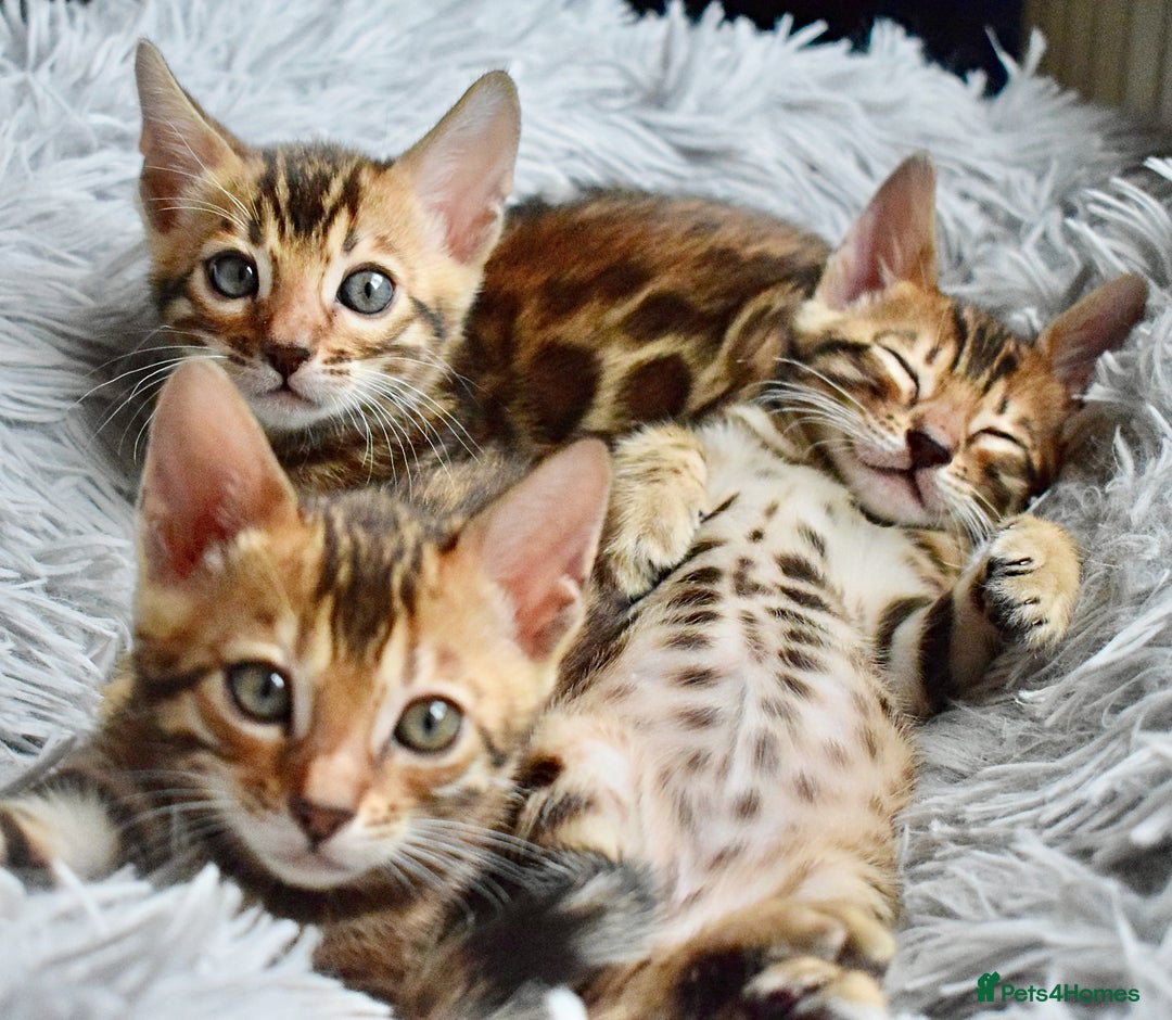 Bengal cats for sale: Beautiful Bengal kittens  - Image 1