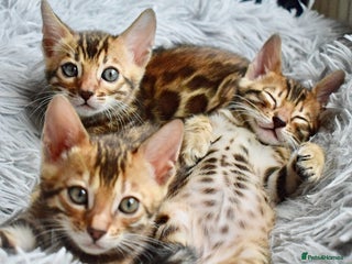 Bengal cats - Advert 19