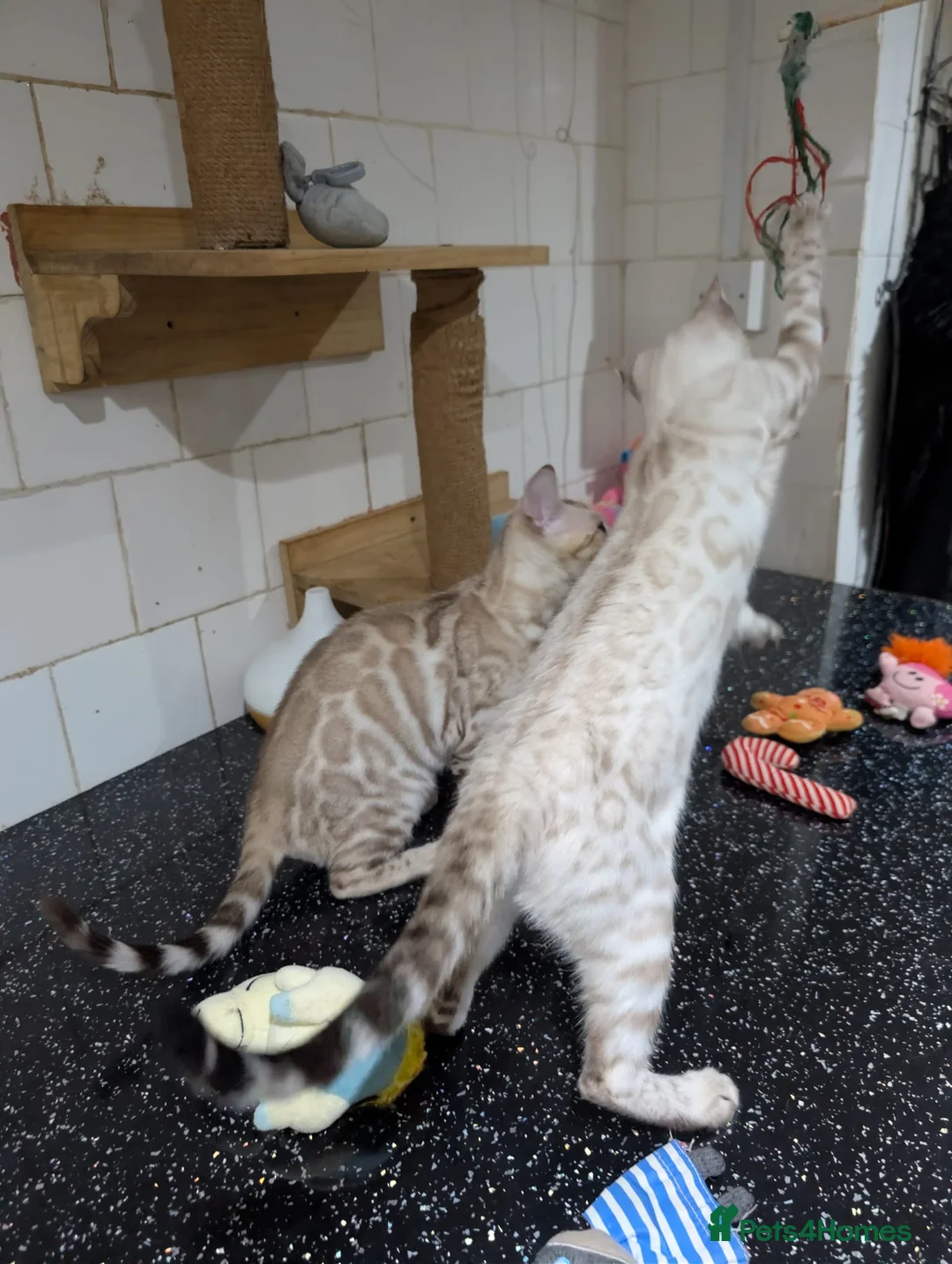 Bengal cats for sale: 🔥✨Pedigree TICA-Registered Bengals - Advert 8