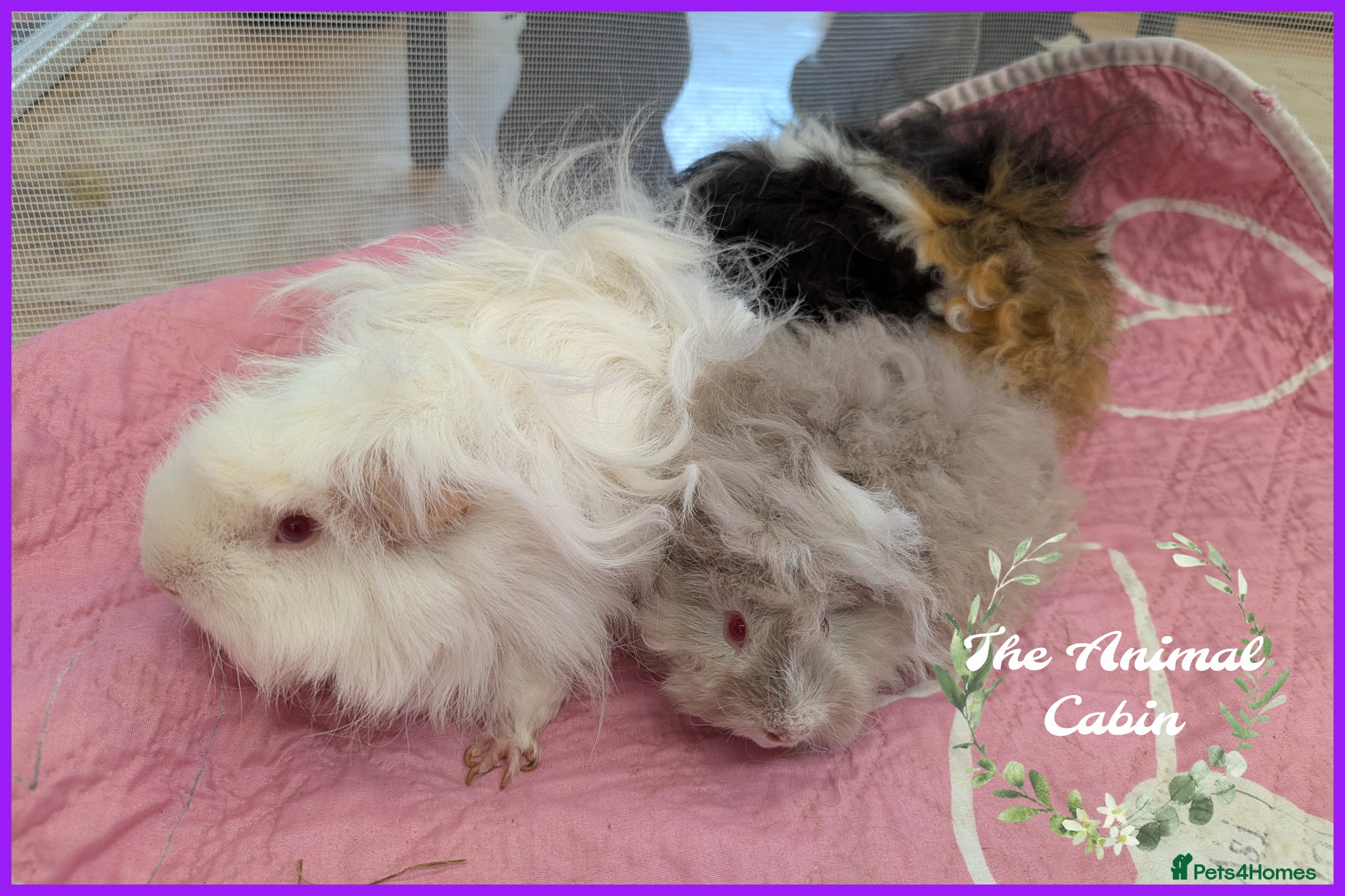 Guinea Pig rodents Lunkarya Guinea Pigs Boys Girls. Babies and adults - Advert 1