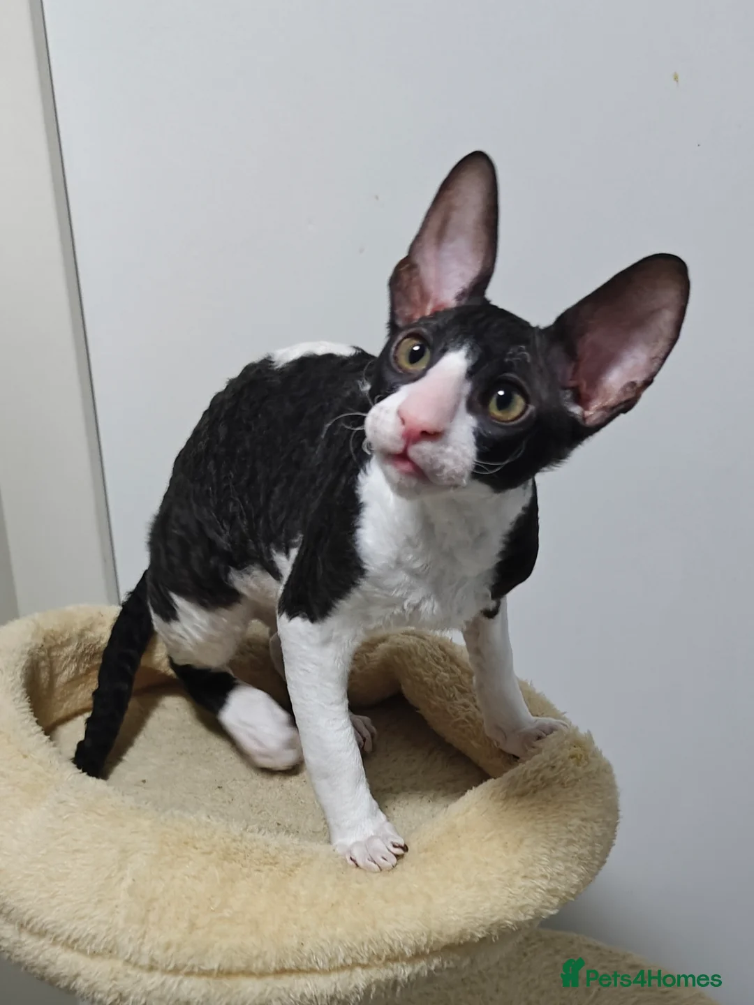 Cornish Rex cats for sale: Cornish Rex Kitten Ready for his new  home! - Advert 26