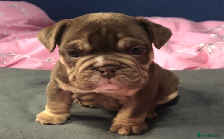 English Bulldog dogs - Advert 6