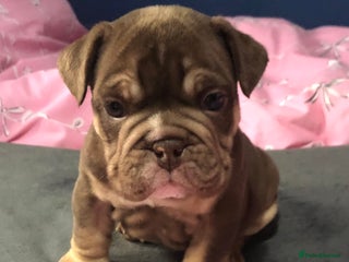 English Bulldog dogs - Advert 7