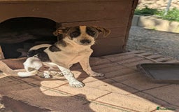 Mixed Breed dogs for adoption: Benson is looking for a dog friend! - Image 3
