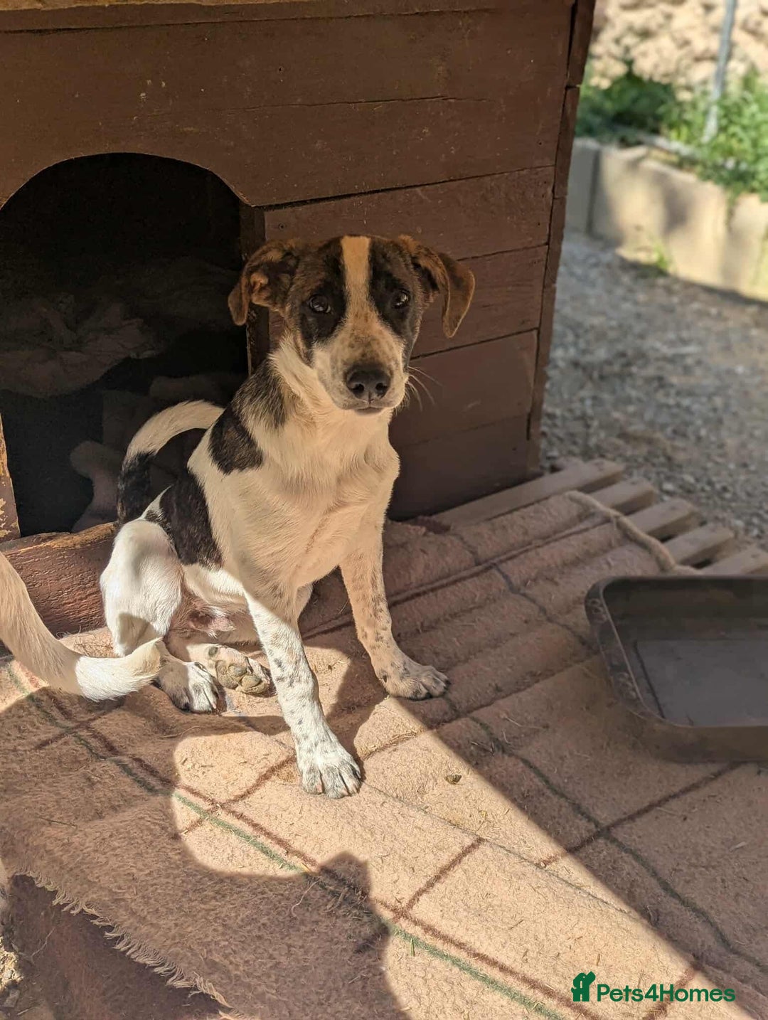 Mixed Breed dogs for adoption: Benson is looking for a dog friend! - Image 3
